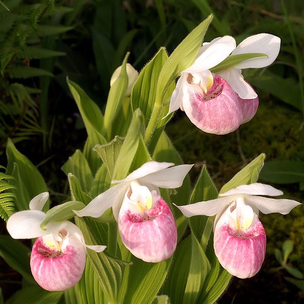 Cypripedium Seginae - Showy Lady's Slipper Orchid Seeds, Perennial Jonyparkseed®