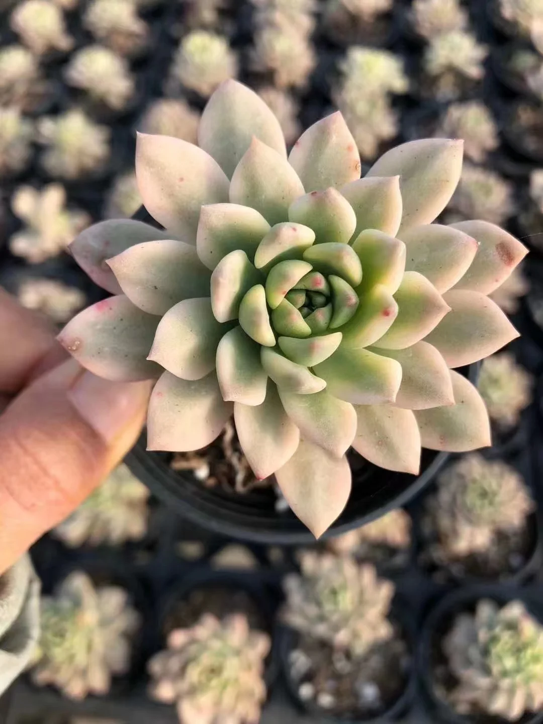 plant Aeonium Echeveria Haworthia  Caudex  Lithops Cactus  Agave 