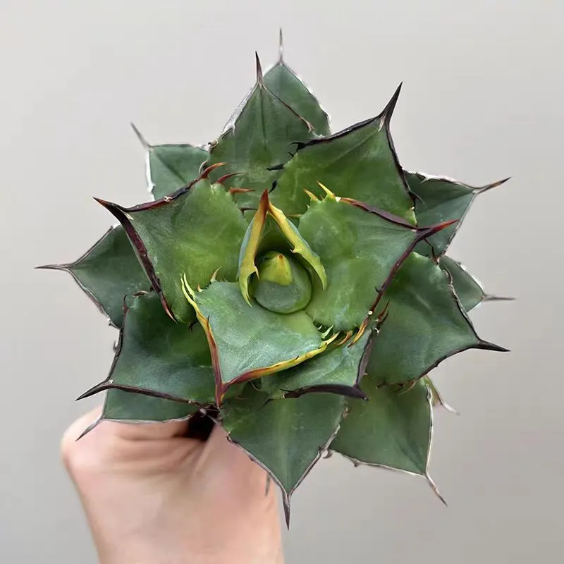 plant Aeonium Echeveria Haworthia  Caudex  Lithops Cactus  Agave 
