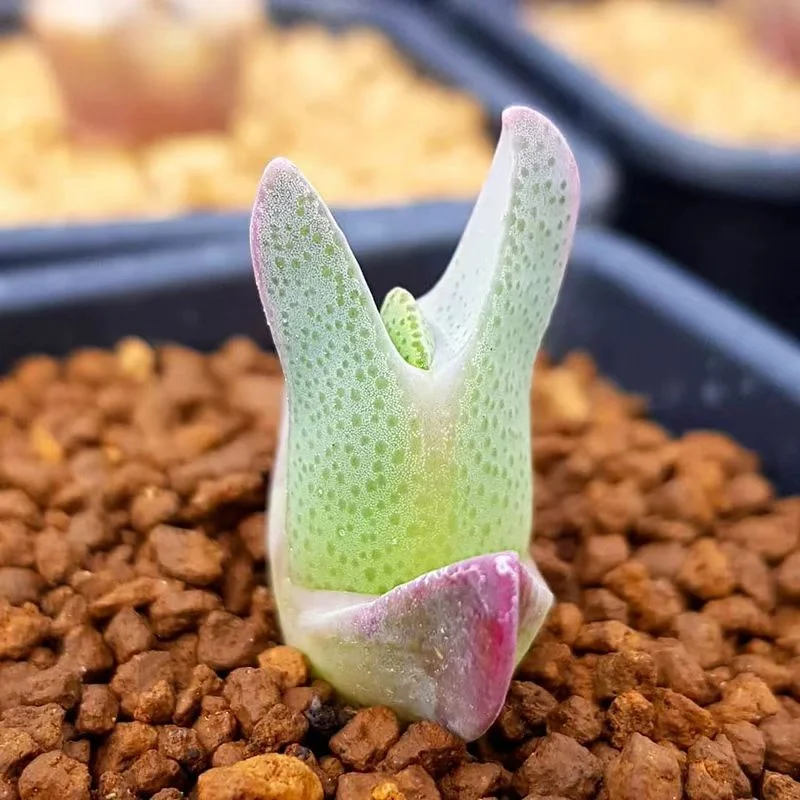 plant Aeonium Echeveria Haworthia  Caudex  Lithops Cactus  Agave 