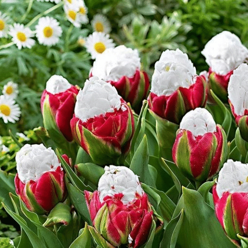 Rare Aroma Tulip Plant
