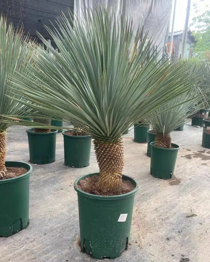 plant Aeonium Echeveria Haworthia  Caudex  Lithops Cactus  Agave 