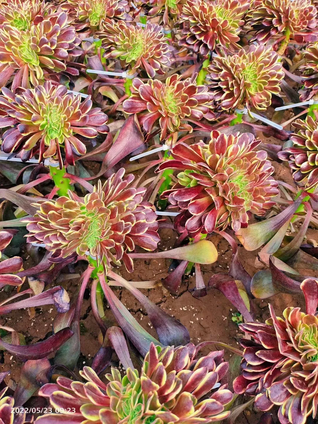 plant Aeonium Echeveria Haworthia  Caudex  Lithops Cactus  Agave 