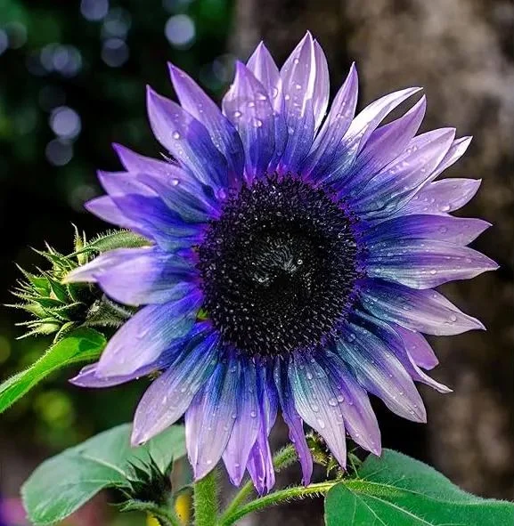 Blue to Purple Ombre Sunflower