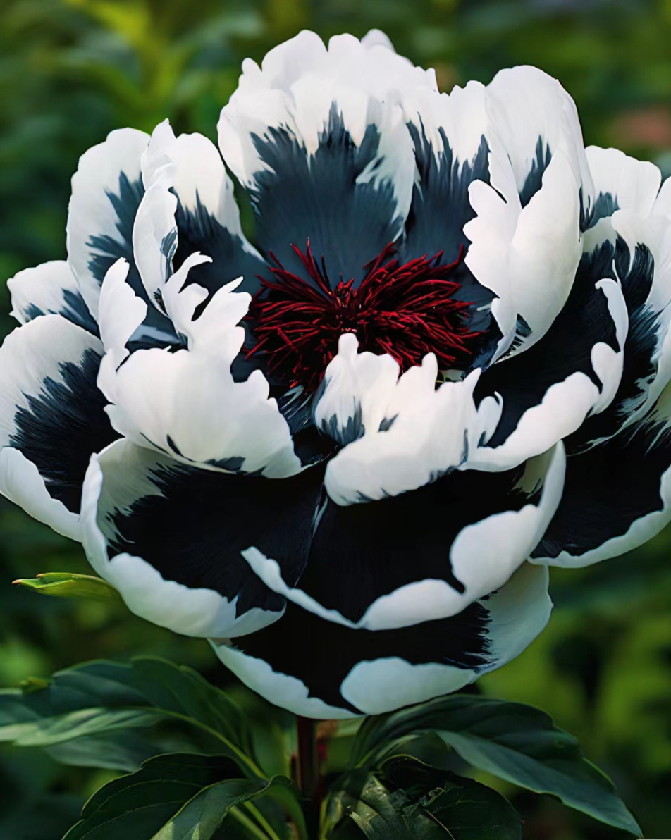 Rare Multicolored Peonies Seeds Jonyparkseed®