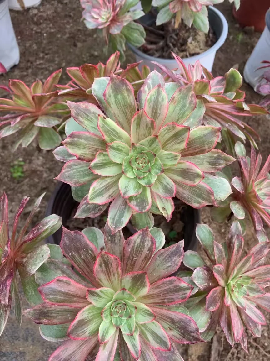 plant Aeonium Echeveria Haworthia  Caudex  Lithops Cactus  Agave 