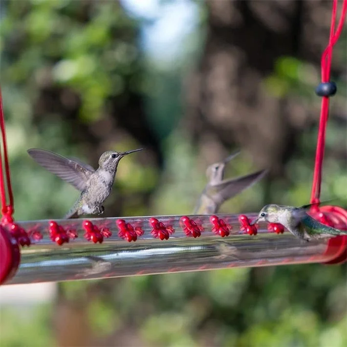 BOB's Best Hummingbird Feeder - Buy 2 Free Shipping