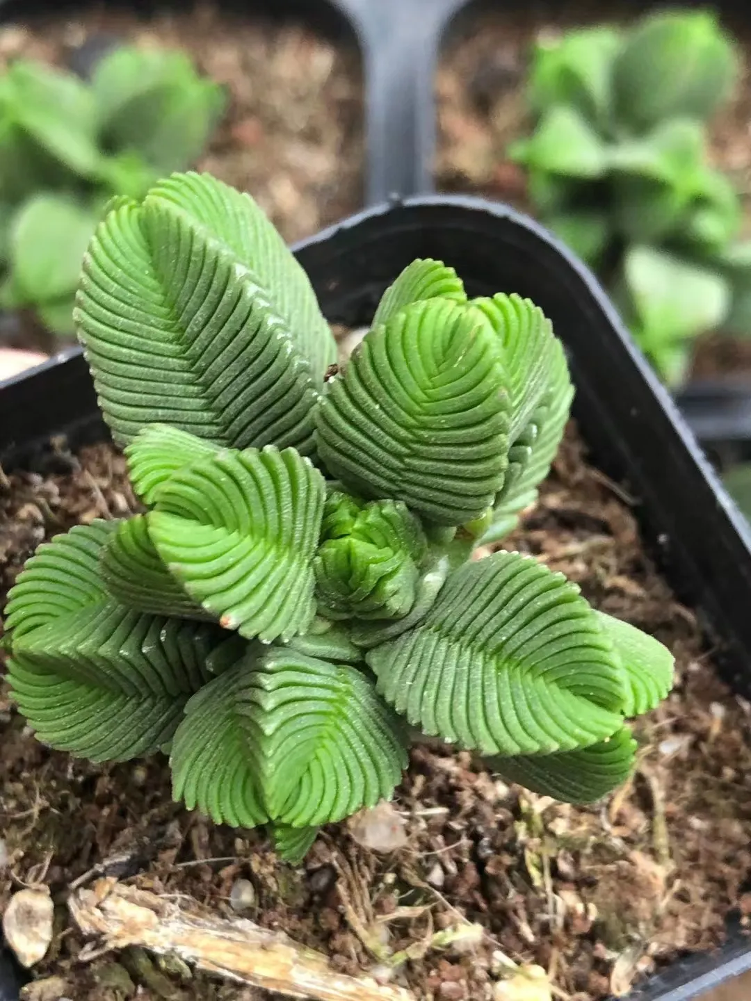 plant Aeonium Echeveria Haworthia  Caudex  Lithops Cactus  Agave 