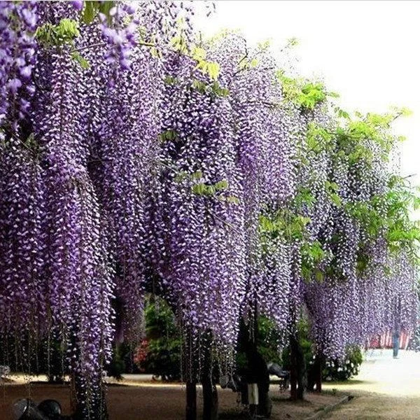 VISHWASAI Rare Wisteria Flower Purple Wisteria Sinensis Sweet Seeds for  Home Garden 15Pcs/Bag : : Garden & Outdoors