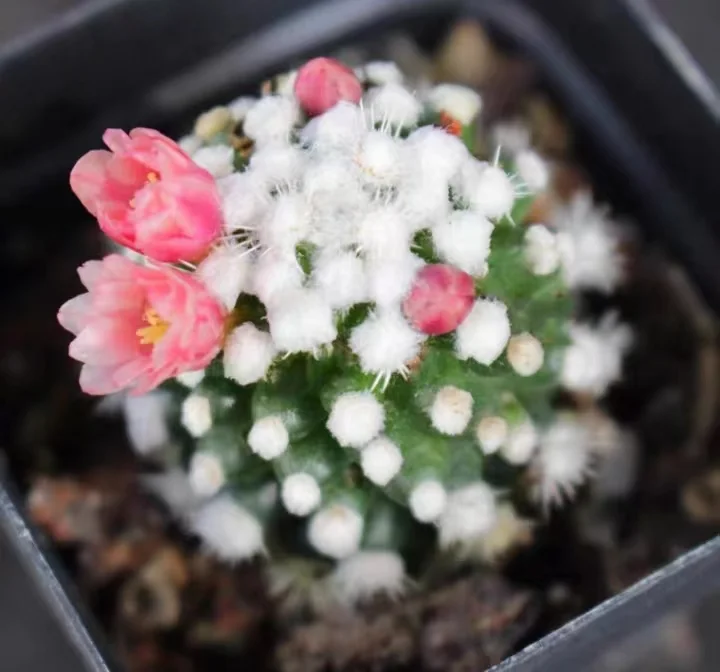 573. Mammillaria gracilis cv. Arizona Snowcap. /Cactus plants /Succulent plants /  Garden landscape / Carefully select healthy plants