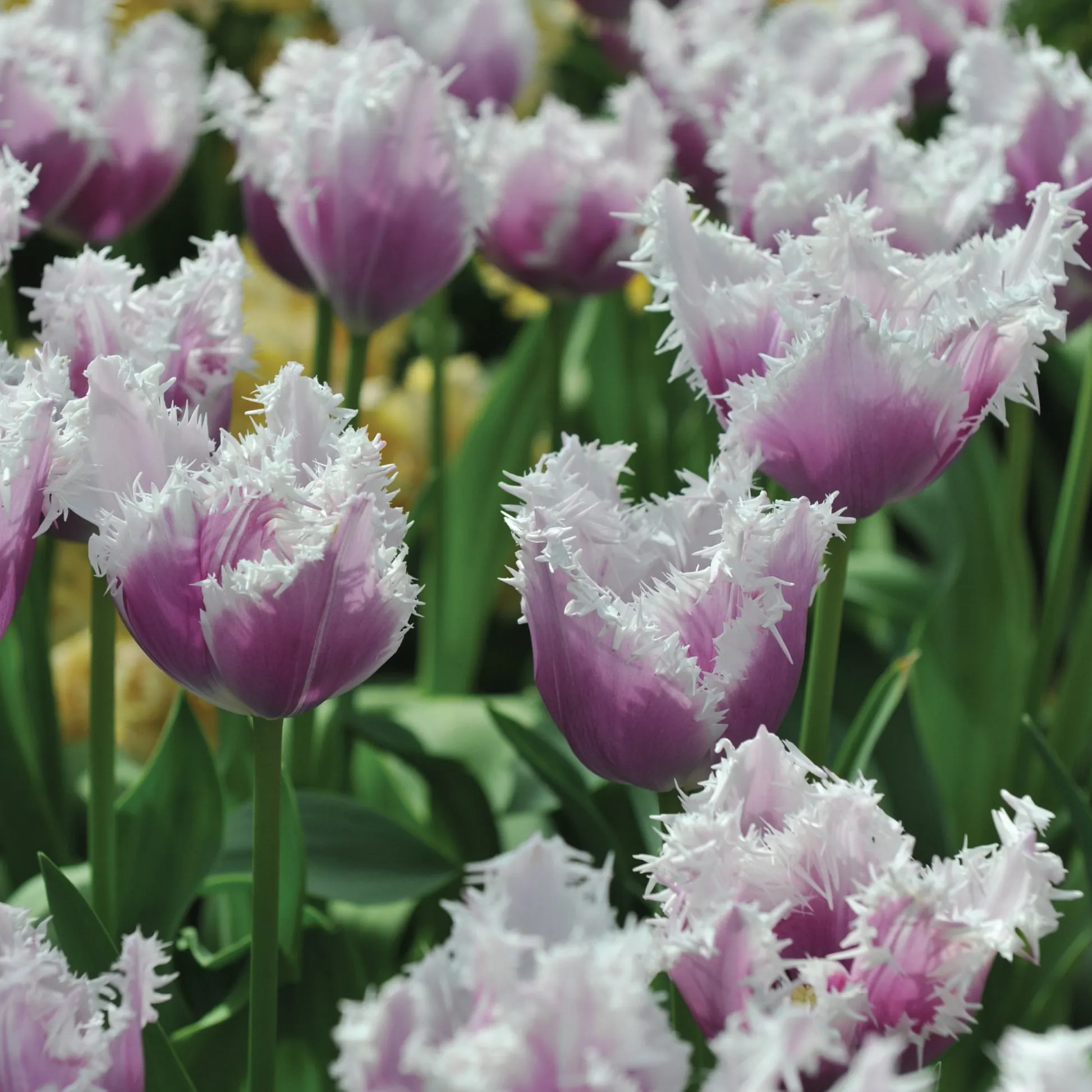 Blue Cummins Tulip Seeds