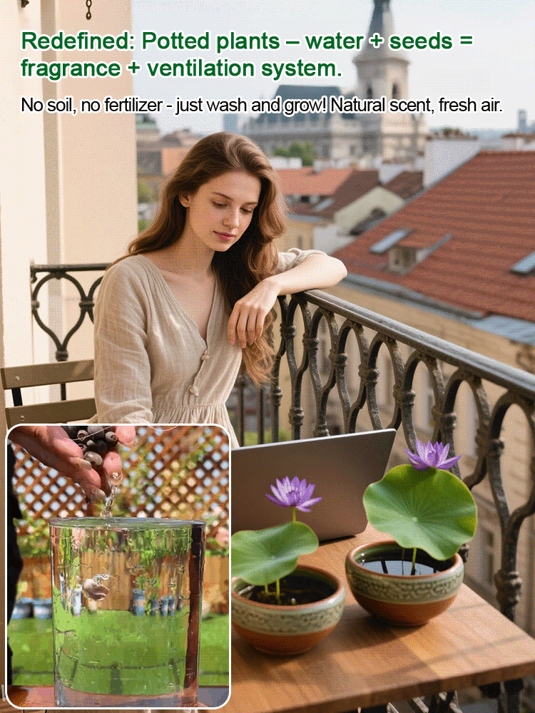 🌸 ПОСЛЕДЕН ДЕН ПРОМОЦИЯ 50% ОТСТЪПКА 🌸 Хидропонен лотос 🌸 | Свеж, лесен и красив (Може да се засажда и през зимата)