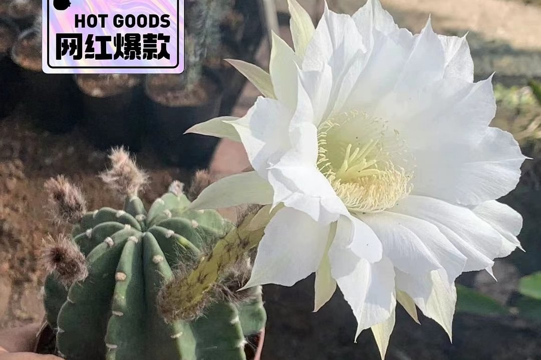 plant Aeonium Echeveria Haworthia  Caudex  Lithops Cactus  Agave 