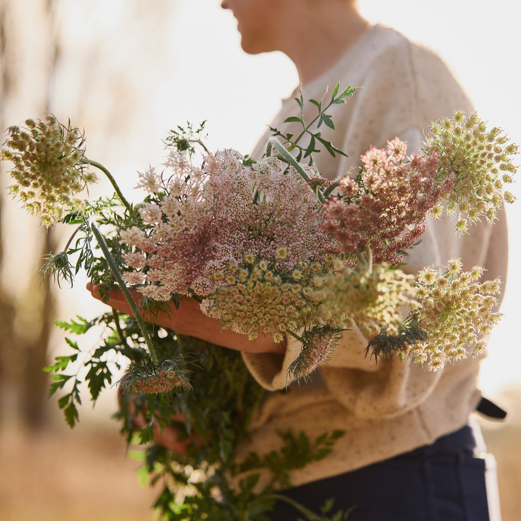 Queen Anne's Lace Chocolate Flower | X 150 Seeds