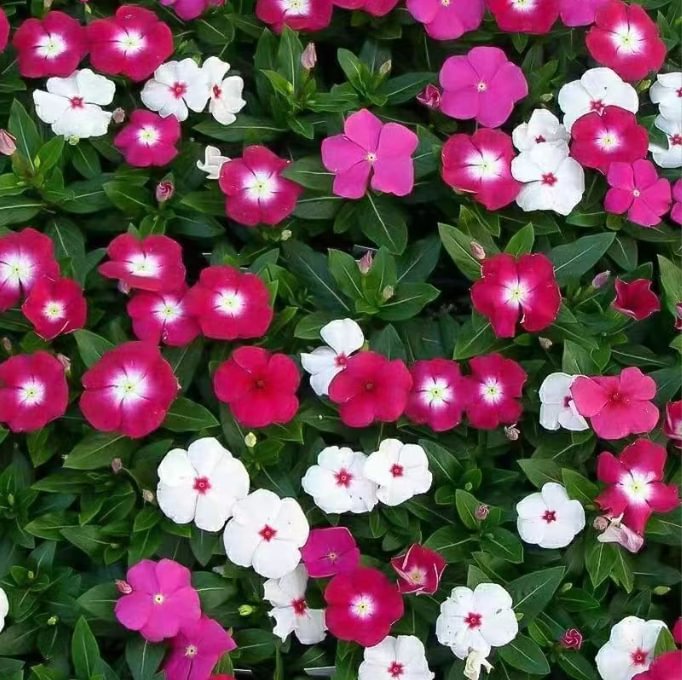 200 Seeds Mix Vinca Seed, Flower Seed for Planting