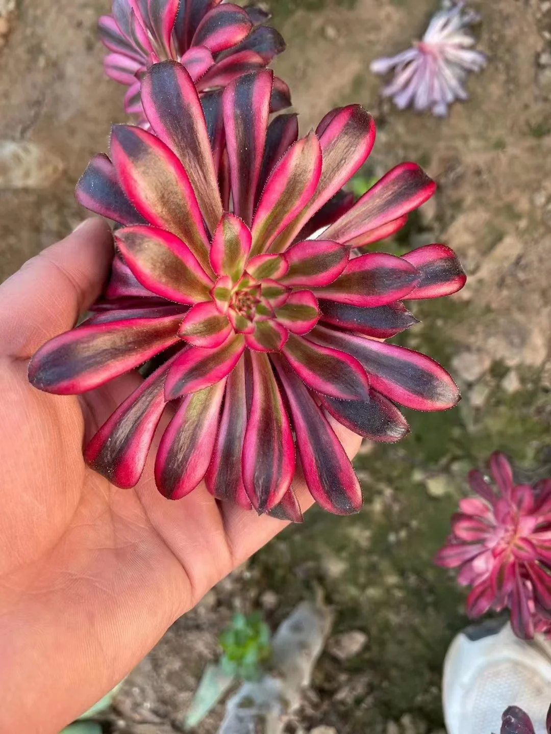 plant Aeonium Echeveria Haworthia  Caudex  Lithops Cactus  Agave 