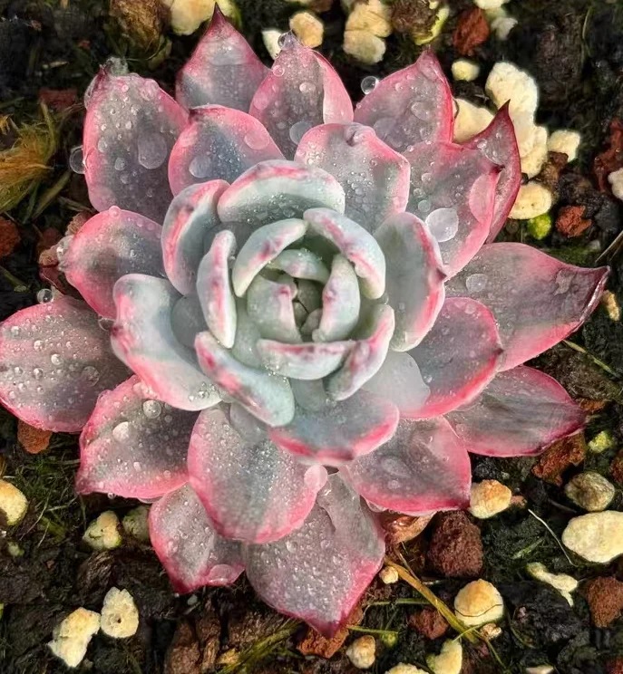 plant Aeonium Echeveria Haworthia  Caudex  Lithops Cactus  Agave 