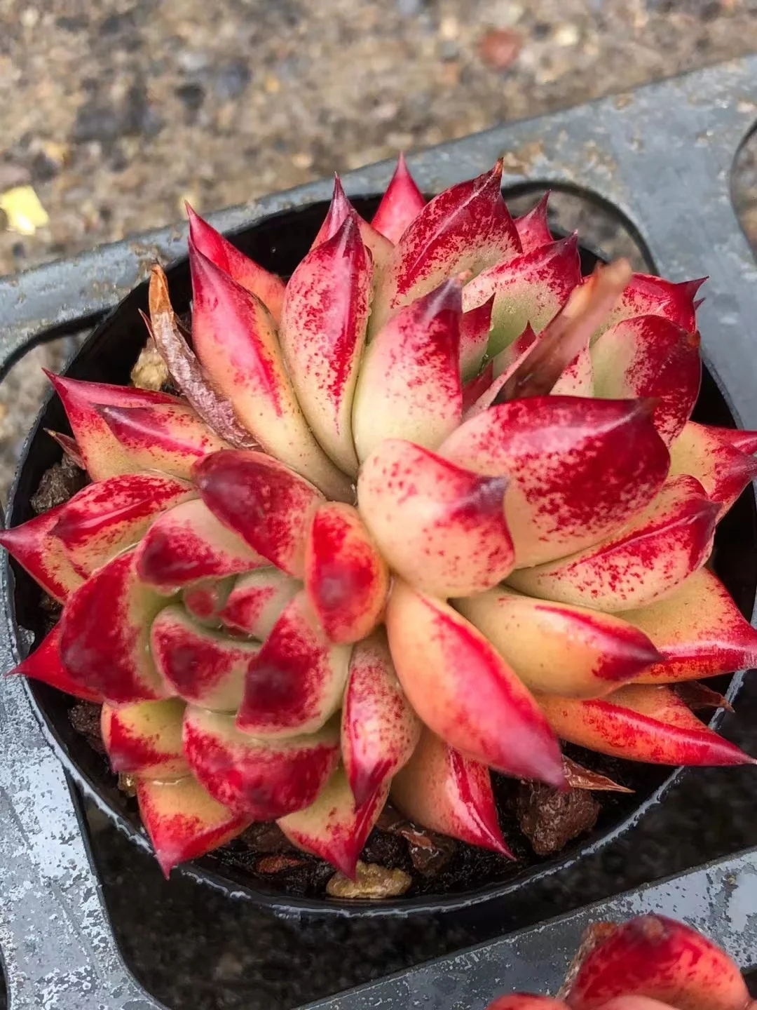 plant Aeonium Echeveria Haworthia  Caudex  Lithops Cactus  Agave 