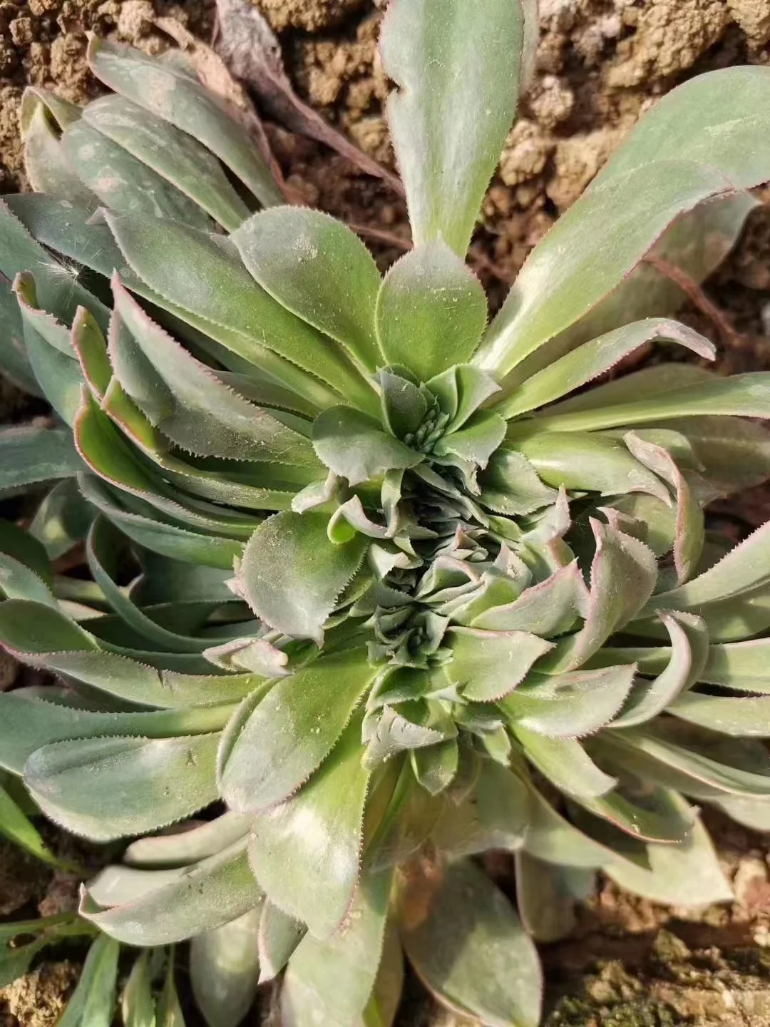 plant Aeonium Echeveria Haworthia  Caudex  Lithops Cactus  Agave 