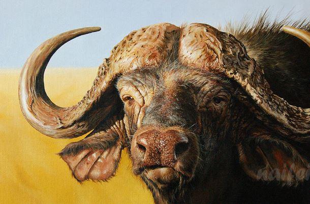 

African Buffalo – Paint By Numbers - 40*50CM, 501 Original
