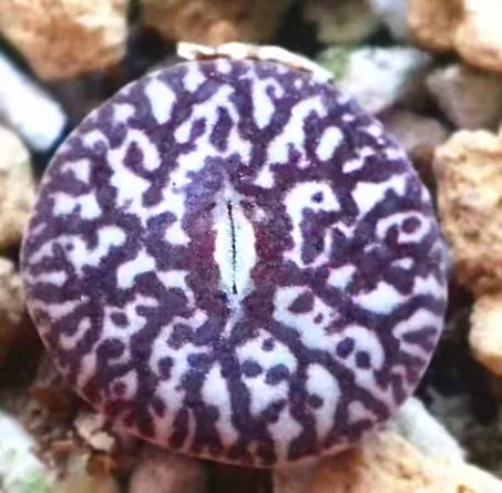 833. C.minimum wittebergense single head and cluster/ Lithops and Conophytum  /  Succulent plants / Garden landscape / Carefully select healthy plants