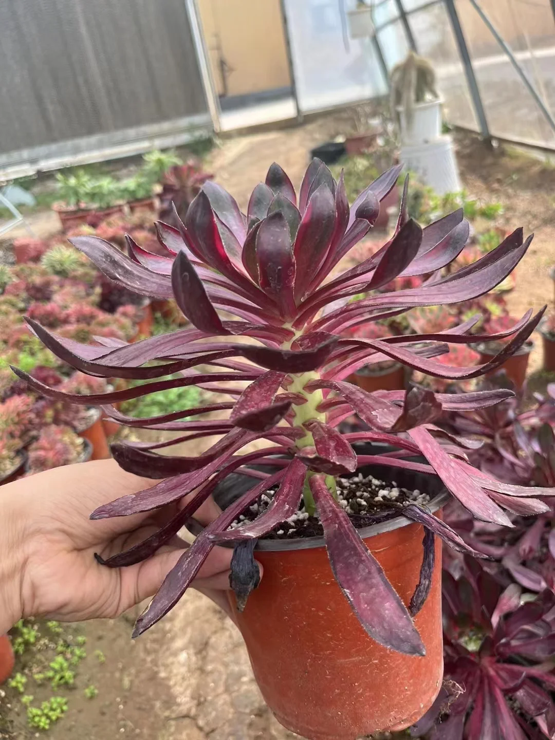 plant Aeonium Echeveria Haworthia  Caudex  Lithops Cactus  Agave 