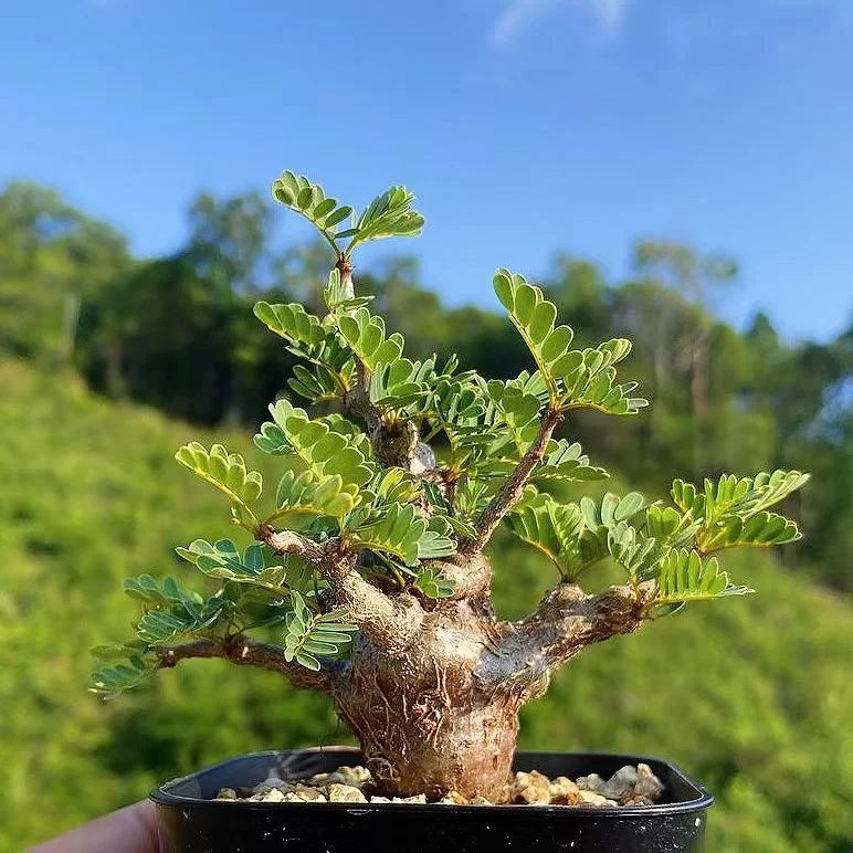 828.   Senna meridionalis height 15-18cm / Caudex  / Succulent plants / Garden landscape / Carefully select healthy plants