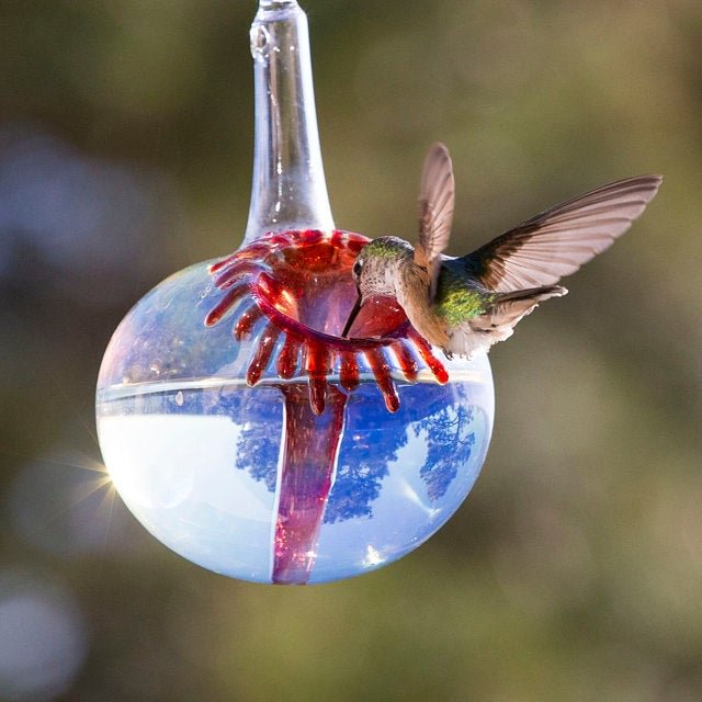 Or Hummingbird Feeder The Kennedy Style Hummingbird Feeder The Original One Piece Drip Less Hummingbird Feeder