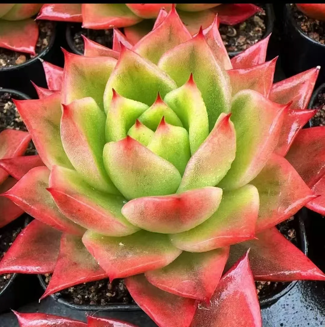 plant Aeonium Echeveria Haworthia  Caudex  Lithops Cactus  Agave 