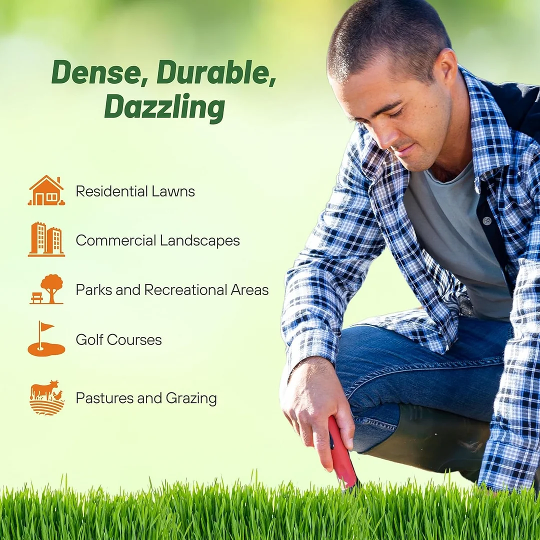 Kentucky Bluegrass - Supreme