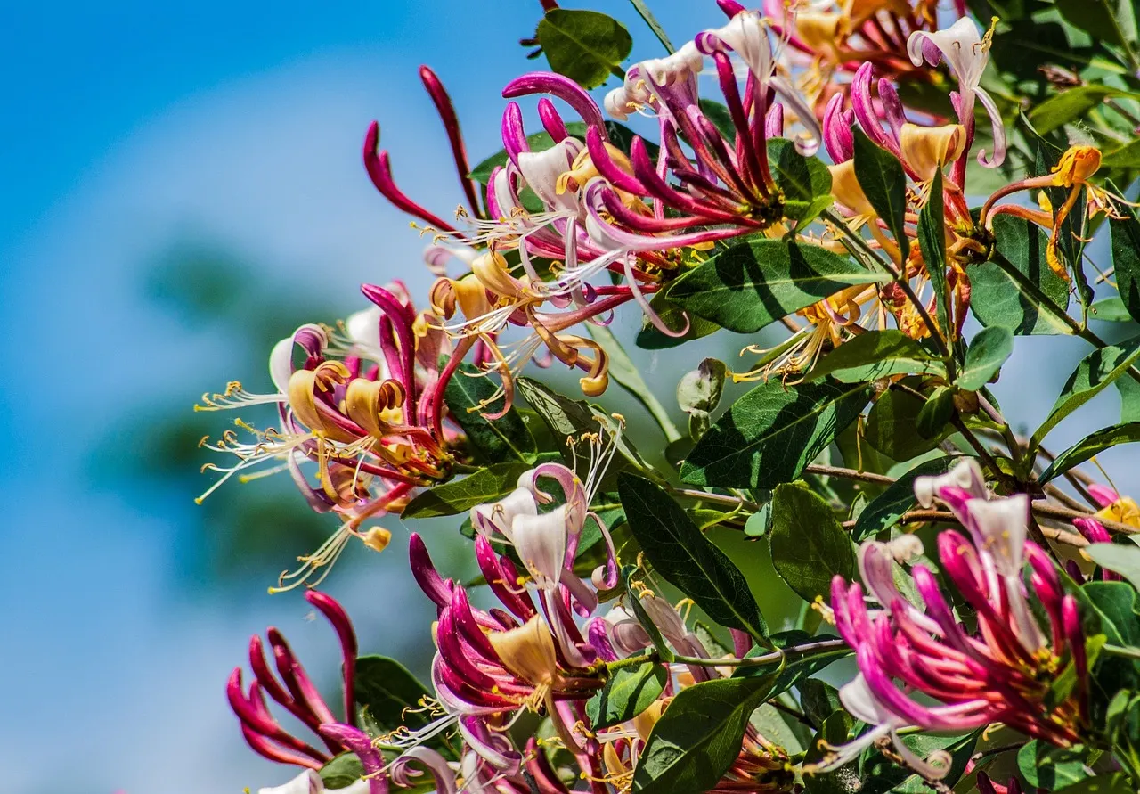 Colorful Honeysuckle Seeds 👍Flowers that are good for your health🌿