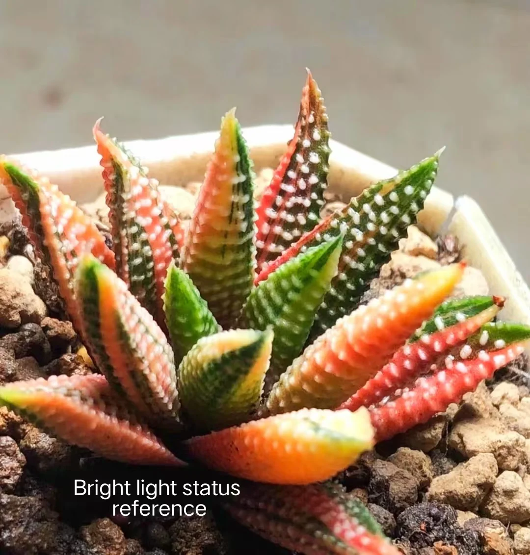 1130.Haworthia hard leaf hybrid variegated  7-8cm /Haworthia/ Succulent plants / Garden landscape / Carefully select healthy plants