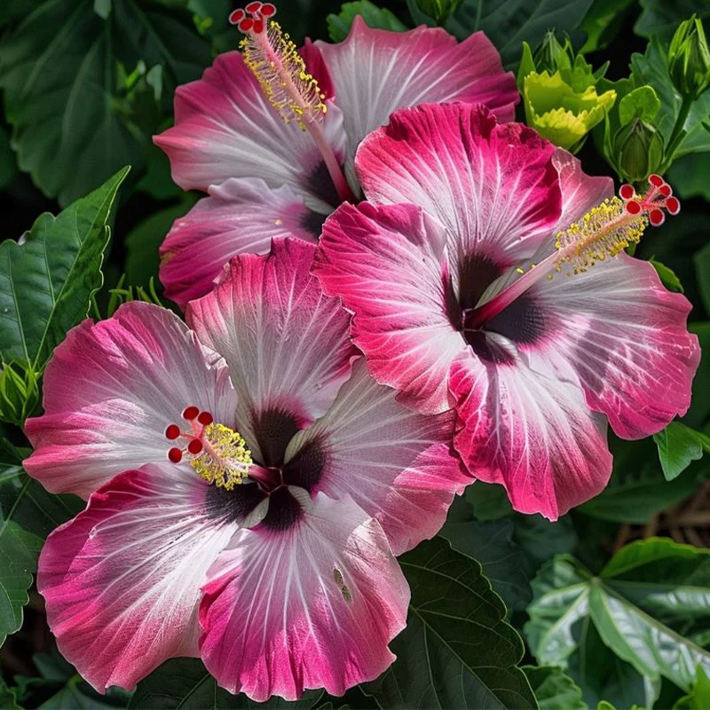 Hibiscus Bi-Color Plants - Pink Dream