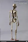 COOMODEL NOBS011 THE HUMAN SKELETON DIECAST ALLOY 1/6 Model