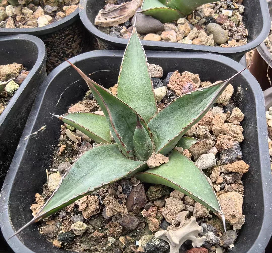 plant Aeonium Echeveria Haworthia  Caudex  Lithops Cactus  Agave 