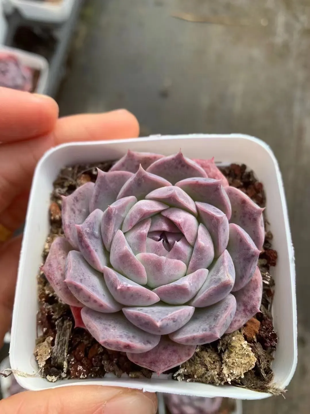 plant Aeonium Echeveria Haworthia  Caudex  Lithops Cactus  Agave 