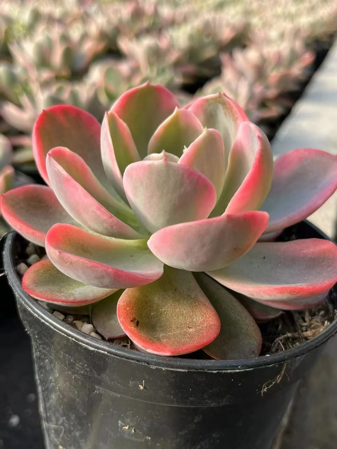 plant Aeonium Echeveria Haworthia  Caudex  Lithops Cactus  Agave 