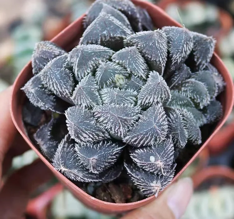 hts3.Haworthia keganii×Haworthia cooperi var. venusta 5-6cm/ Haworthia/ Succulent plants / Garden landscape / Carefully select healthy plants
