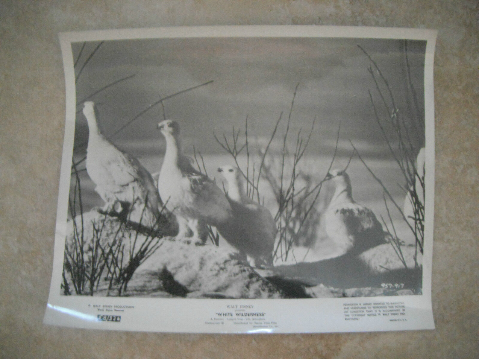 Disney White Wilderness 1958 B&W 8x10 Promo Photo Poster painting Original