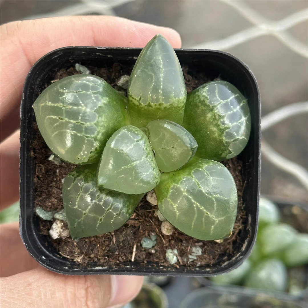 bjbm61.Haworthia cooperi ice soul variegated 4-5cm / Haworthia/ Succulent plants / Garden landscape / Carefully select healthy plants
