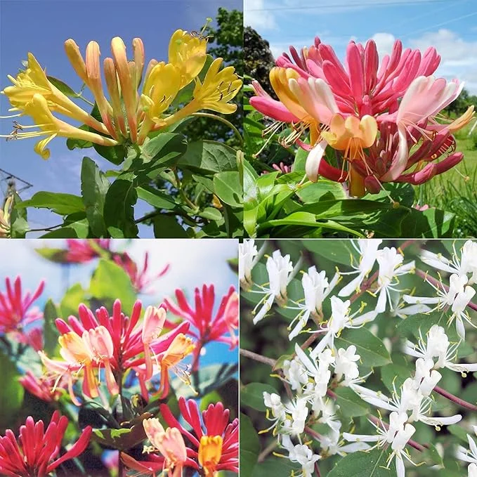 🔥Last Day Promotion 48% OFF-🌺-Honeysuckle Seeds⚡Buy 2 Get Free Shipping