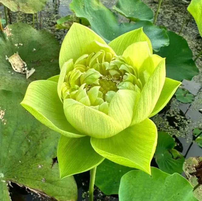 🌸【7 days germination】Last Day Sale - 50% OFF💐The Sacred Bonsai Bowl Lotus Flower