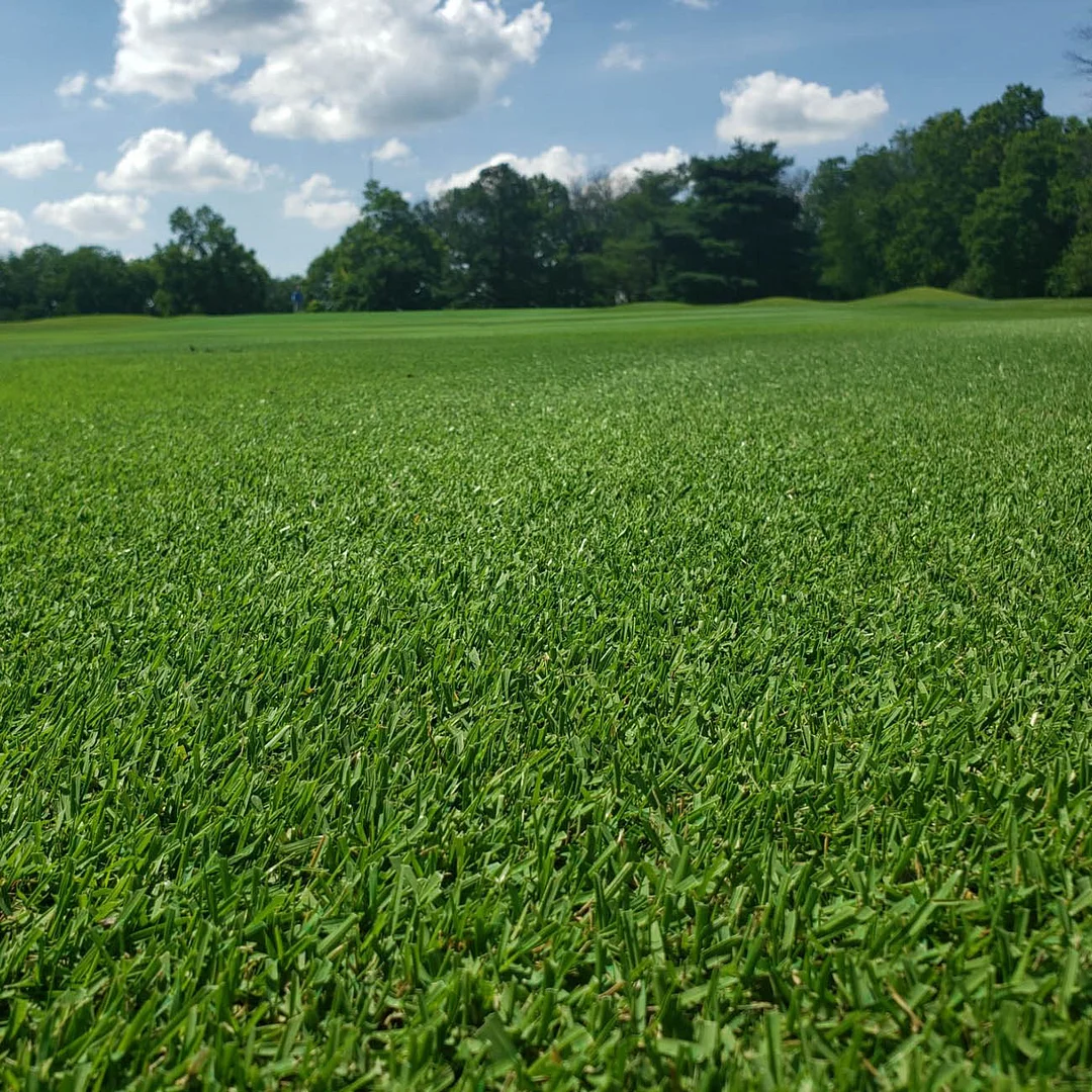 Monaco Bermuda Grass Seed