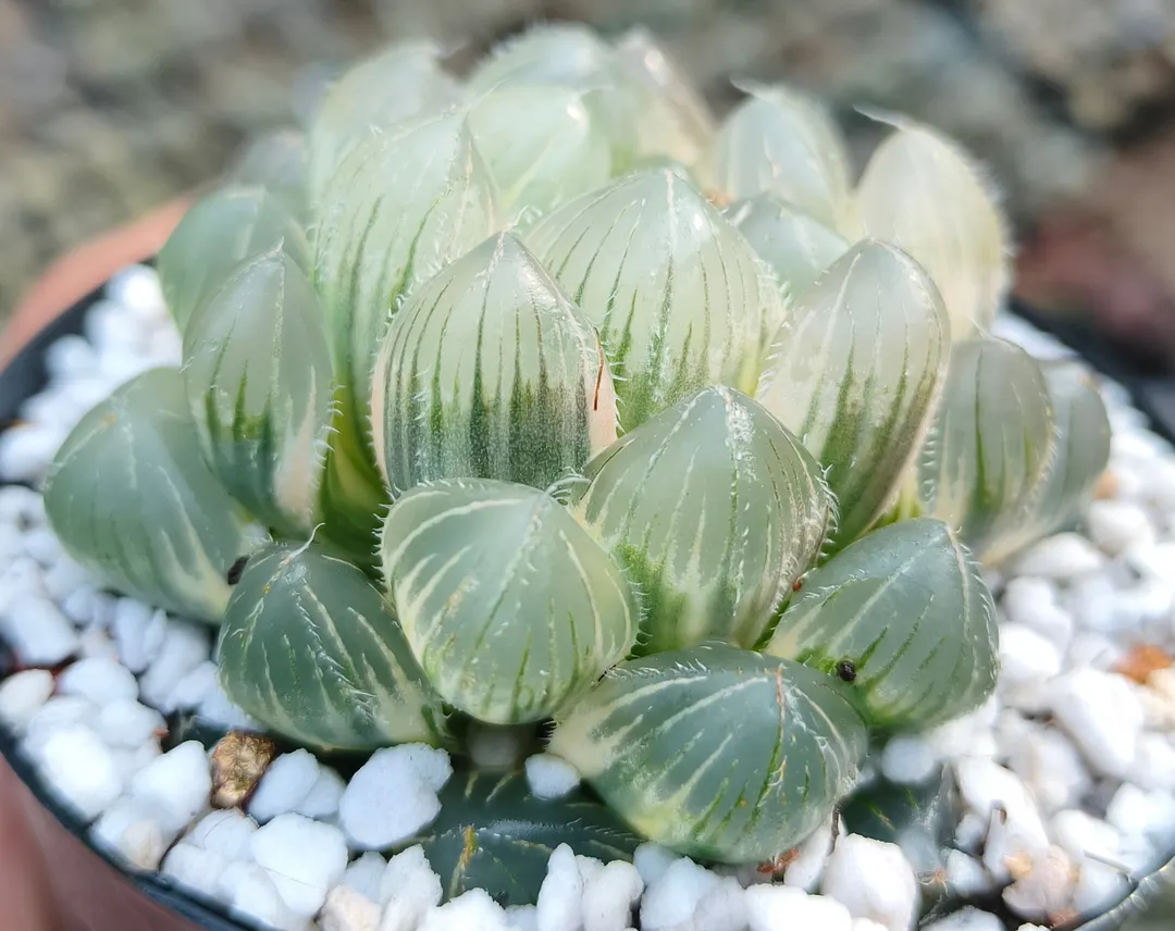 plant Aeonium Echeveria Haworthia  Caudex  Lithops Cactus  Agave 