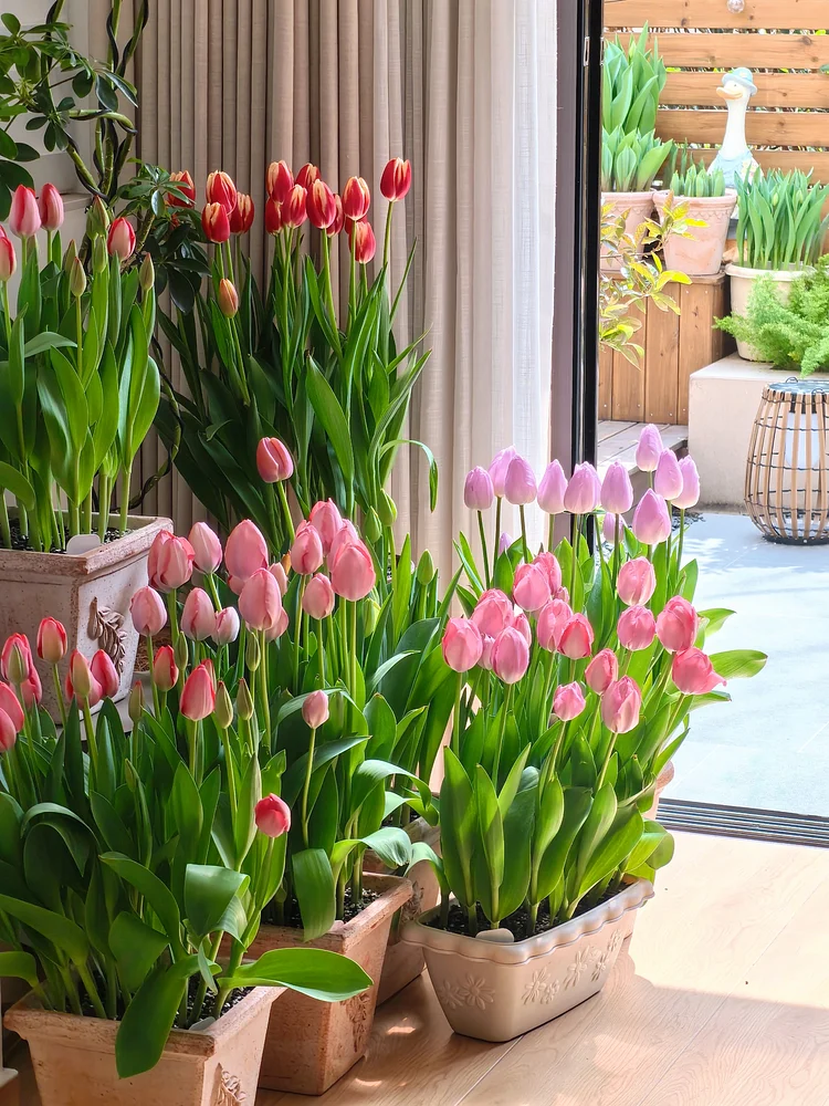 Tulip Bulbs - Plant the Beauty of Spring in Your Garden!