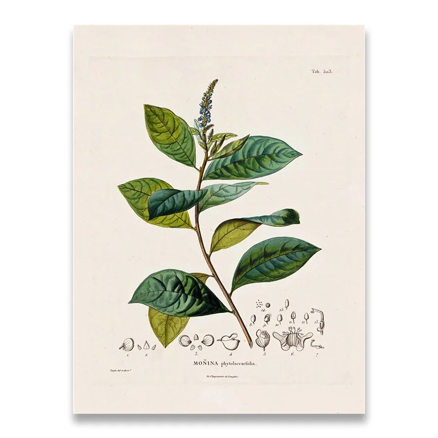 Botanical Studies Vintage Posters and Prints Antique French Plant Illustrations Canvas Painting Botany Wall Art Pictures Decor