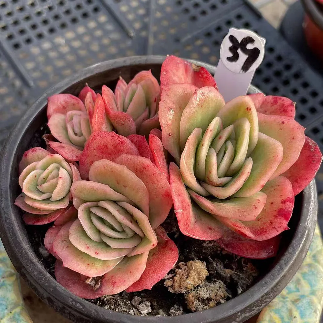 plant Aeonium Echeveria Haworthia  Caudex  Lithops Cactus  Agave 