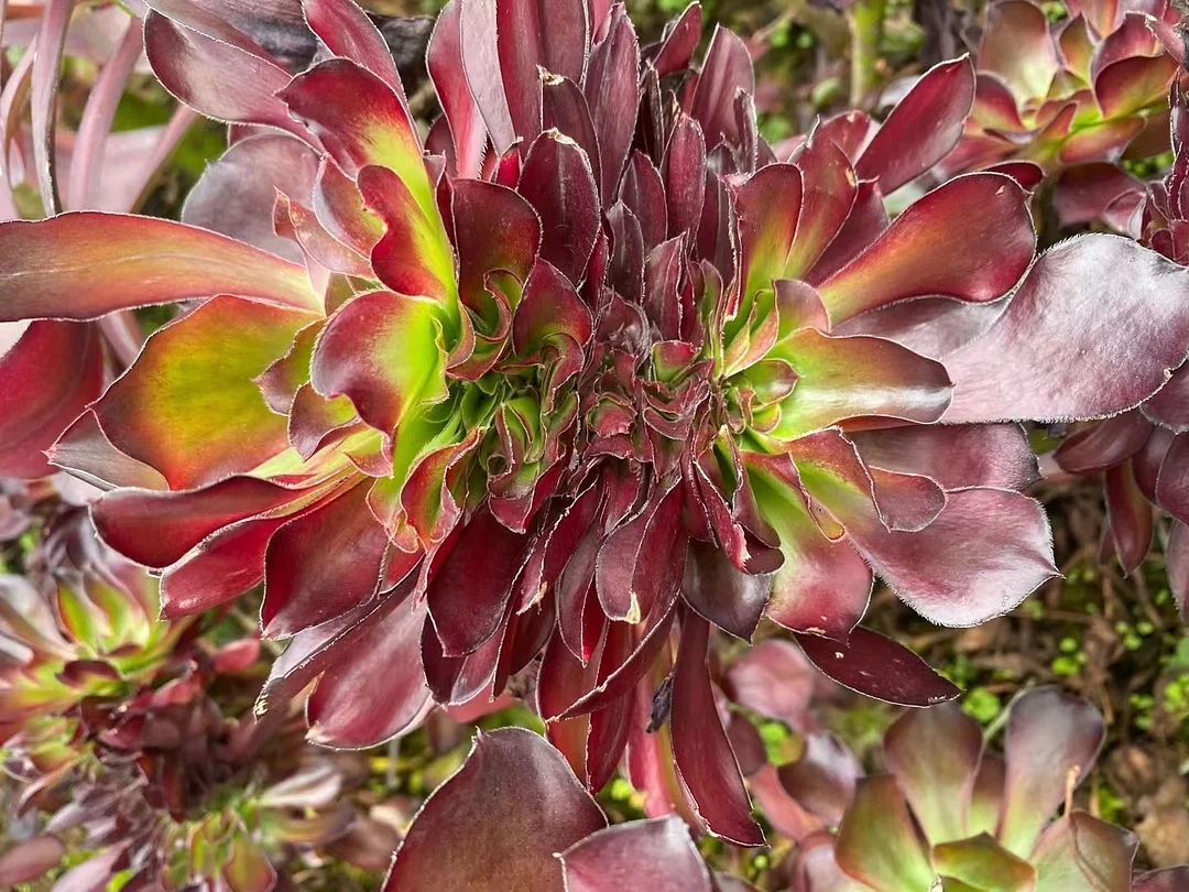 plant Aeonium Echeveria Haworthia  Caudex  Lithops Cactus  Agave 