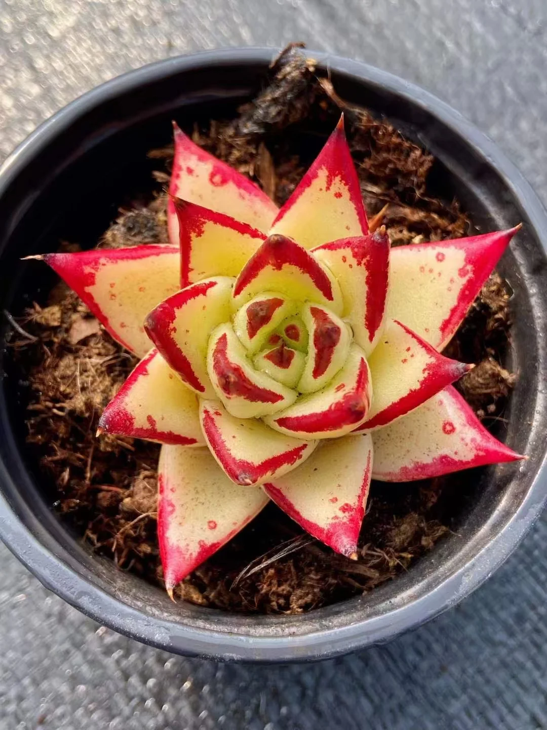 plant Aeonium Echeveria Haworthia  Caudex  Lithops Cactus  Agave 