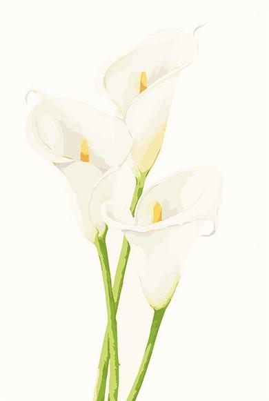 

Calla Lily – Paint By Numbers - 40*50CM, 501 Original